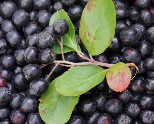 aronia-beeren