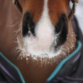 Braunes Pferd mit Schnee an der Schnauze