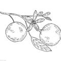 Ätherisches Orangenschalenöl kaltgepresst  Citrus sinensis  100 % Naturduft aus naturreinem ätherischen Öl Das ätherische Orangenöl kaltgepresst wird durch Kaltpressung der reifen Fruchtschale hergestellt. Urspünglich stammt die Orange aus China, heutzutage wächst sie in den subtropischen Gebieten der USA und wird in Italien sowie Spanien kultiviert. Das Öl hat eine hellgelbe Farbe, dünne Konsistenz und  einen warmen, fruchtigen Duft und zeigt eine positive Wirkung auf unsere Psyche. Es wirkt beruhigend, antibakteriell und desinfizierent. Es kann auch zur Entspannung von Muskeln und zur Linderung von Schmerzen eingesetzt werden. Daher wird das Orangenöl gerne für die Herstellung von Cremes und Massageöle genutzt. Das ätherische kaltgepresste Orangenöl harmoniert gut mit Vanille, Bergamotte, Zimt und Weihrauch. Zur besonderen Aromapflege nur verdünnt anwenden, z.B. 8-10 Tropfen auf 50 ml Mandelöl zur wohltuenden Aromamassage Ingredients: Citral, Citronellol, Limonene, Linalool Zusätzlche Informationen: Darf nicht in die Hände von Kindern gelangen. Nicht in Augen und an Schleimhäute bringen. Nicht veschlucken ! Aus Vorsicht sollten Sie auf die Verwendung bei Babys, Kleinkindern, Schwangeren und stillenden Müttern verzichten. Erhältlich in 30 ml, 50 ml und 100 ml. Inverkehrbringer: Kräuter und Reformhaus Klocke Kopstadtplatz 7, 45127 Essen