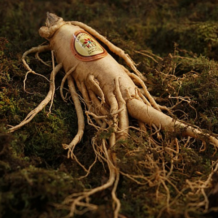 Ginseng