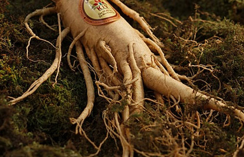 Ginseng