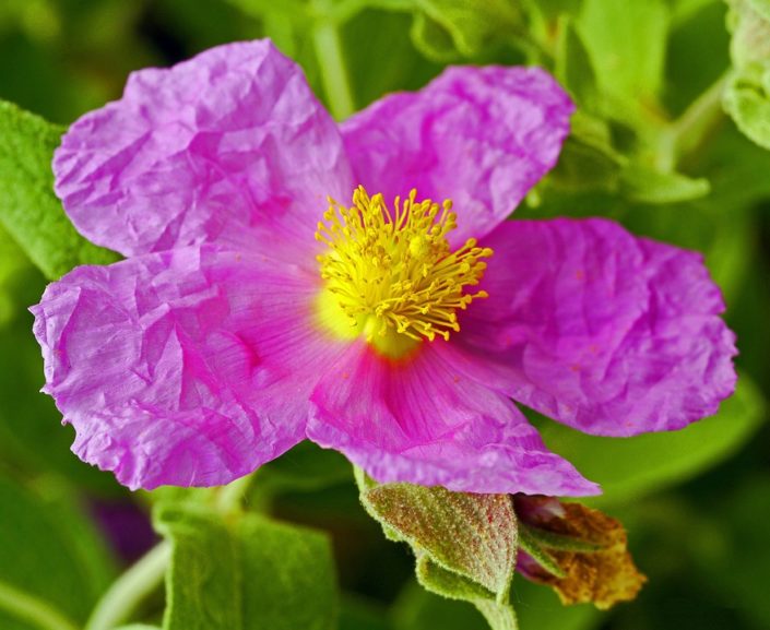 rockrose-2200847_960_720 Zistrose